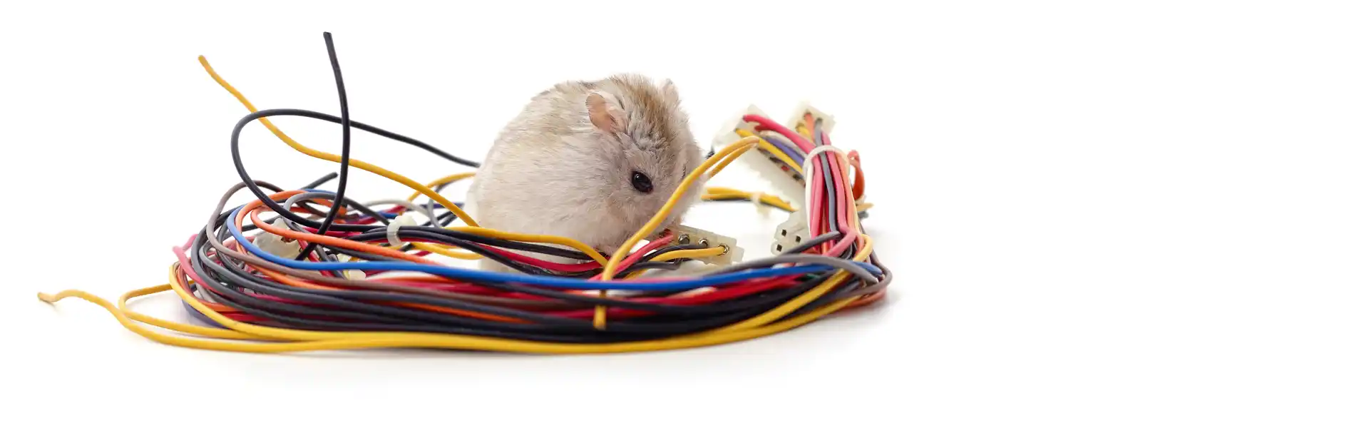 Eine Maus, die Kabel anfrisst
